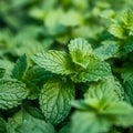 Green mint leaves close up, top view. Generative AI