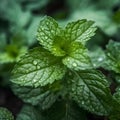 Green mint leaves close up, top view. Generative AI