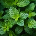 Green mint leaves close up, top view. Generative AI