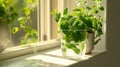 green mint leaves contained in a glass, bathed in natural light on a kitchen white windowsill, offering a serene, scene