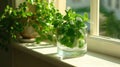 green mint leaves contained in a glass, bathed in natural light on a kitchen white windowsill, offering a serene, scene