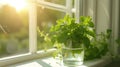 green mint leaves contained in a glass, bathed in natural light on a kitchen white windowsill, offering a serene, scene