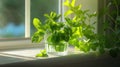 green mint leaves contained in a glass, bathed in natural light on a kitchen white windowsill, offering a serene, scene