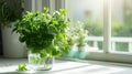 green mint leaves contained in a glass, bathed in natural light on a kitchen white windowsill, offering a serene, scene