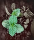 Green Mint leaves with grey background