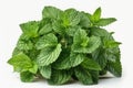 Green Mint leaves. high resolution, Isolate on white Background.