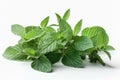 Green Mint leaves. high resolution, Isolate on white Background.