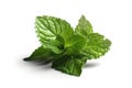 Green Mint leaves. high resolution, Isolate on white Background.