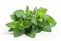 Green Mint leaves. high resolution, Isolate on white Background.