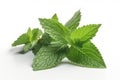 Green Mint leaves. high resolution, Isolate on white Background.