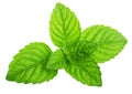 Green mint leaves isolated