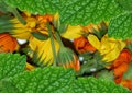 Green mint leaves and marigold flowers