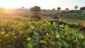 Green mint leaves plants cultivation