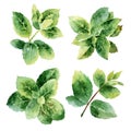 Green mint leaves