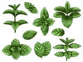 Green mint leaves. Sketch peppermint herb, spearmint plant. Melissa menthol leaf vintage hand drawn vector botanical Royalty Free Stock Photo