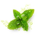 Green mint leaves with water drops