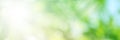 Green mint light leaves blurred and blur natural abstract. Royalty Free Stock Photo