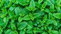 Green mint plant growing background.Beautiful texture of leaves in nature.Green leaf with water drops,the nature plant pattern as