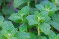 Green mint plant growing in garden Royalty Free Stock Photo