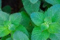 Green mint plant growing in garden Royalty Free Stock Photo