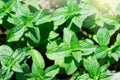 Green mint plant in growth at vegetable garden. Royalty Free Stock Photo