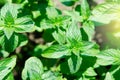 Green mint plant in growth at vegetable garden. Royalty Free Stock Photo