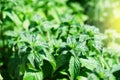 Green mint plant in growth at vegetable garden. Royalty Free Stock Photo