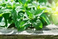 Green mint plant in growth at vegetable garden. Royalty Free Stock Photo