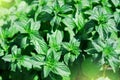 Green mint plant in growth at vegetable garden. Royalty Free Stock Photo