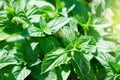 Green mint plant in growth at vegetable garden. Royalty Free Stock Photo