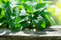 Green mint plant in growth at vegetable garden. Royalty Free Stock Photo