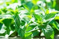 Green mint plant in growth at vegetable garden. Royalty Free Stock Photo