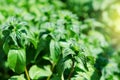 Green mint plant in growth at vegetable garden. Royalty Free Stock Photo