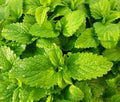 Fresh green mint leaves. Background with mint leaves. Royalty Free Stock Photo