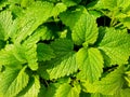 Fresh green mint leaves. Background with mint leaves. Royalty Free Stock Photo