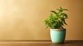 Green mint seedlings in ceramic pot on wooden table, on beige background. Bright sunlight illuminates green aromatic plant. Royalty Free Stock Photo