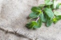 Green mint sprigs are lying on rough piece of burlap.