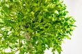 Green mistletoe close up. Nature background. Christmas concept Royalty Free Stock Photo