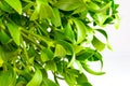Green mistletoe close up. Nature background. Christmas concept Royalty Free Stock Photo