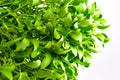 Green mistletoe close up. Nature background. Christmas concept Royalty Free Stock Photo