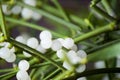 Green mistletoe close up