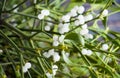 Green mistletoe close up