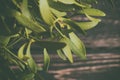 Green mistletoe close up.