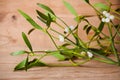 Green mistletoe close up.