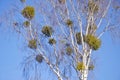 Green mistletoe group on birch tree