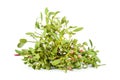 Green mistletoe isolated