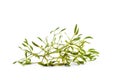 Green mistletoe isolated on white