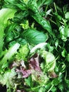 Green mix, basil, parsley, lettuce, kenza Royalty Free Stock Photo