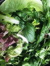 green mix, basil, parsley, lettuce, kenza Royalty Free Stock Photo