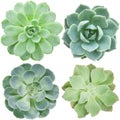 Green mix types flowering succulent plants